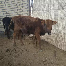 gulajynlan we okuzce