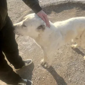 Akgus 2 yasan Balun tohumy