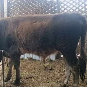 Домашние животные