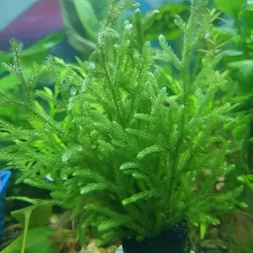 растения  аквариумные