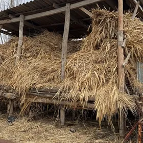 Saman ot / Трава