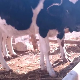 galişdeýin gaçar urb