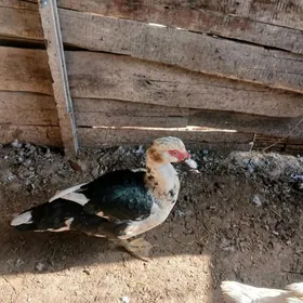 indaugta erkek horaz