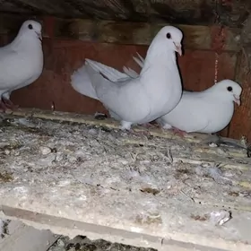 ak kepderiak kepderi