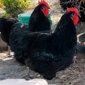 original Jersiskiý gigant