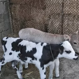 Gole okuz galyşteýin