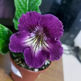 стрептокарпусы