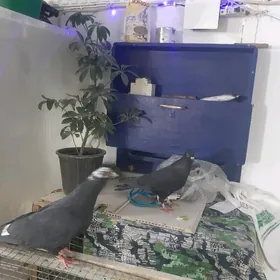 кепдеркепдер