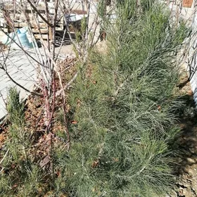 Agac Yolka  maslın alma  setda