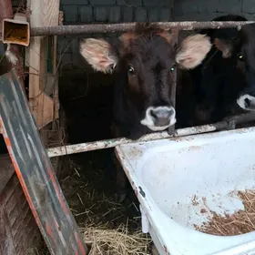 8 aylyk tüwe garadamak