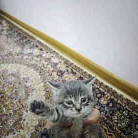 Британская прямоушка - Отдадим