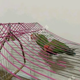 Нерозлучник