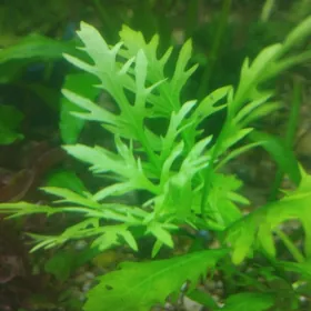 аквариумные растения