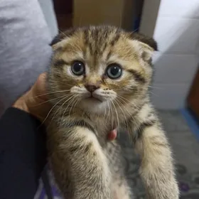 Плюшевое 'золотце" шотландский