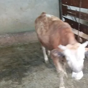 окиз 1.5.йашда