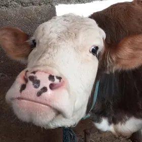 Simental sygyr kelek orginal