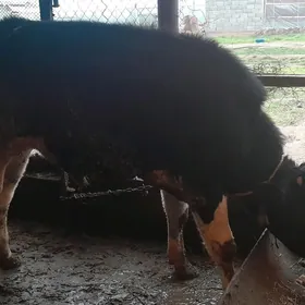 Galisdeyin okuzler 2sany