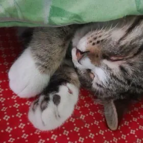 Сатлык пишик