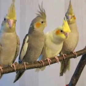 карелла karella popugaý