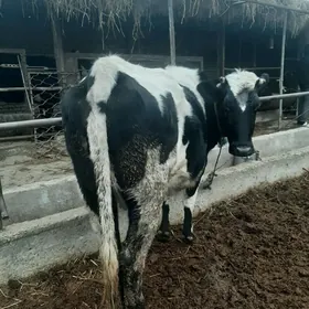 çorny piýostyr ýetik Bogaz