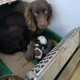 Spanel. Спаниель.