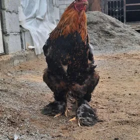 Brama horaz gold çil