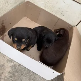 Щенки бесплатно