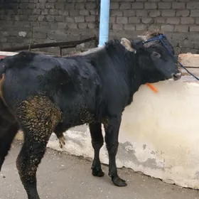 OküzlerÖküzler  Şwesss