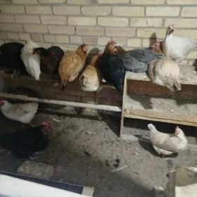 местный куры