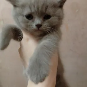 Шотландская прямо ушка