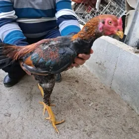 байсов хораз