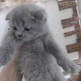 Шотландская порода