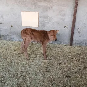 göle gulajyn emdirmeli