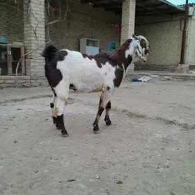 Пакистан теке