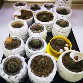 Комнатне цветы