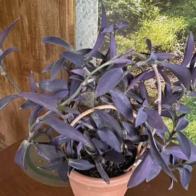 цветы для дома