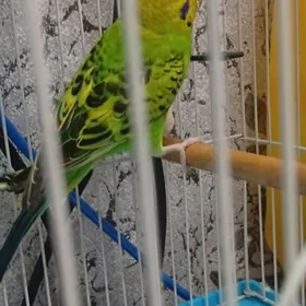 Волнистый папугай