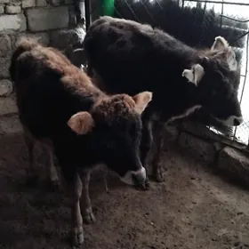 SATLIK 2 SANI  OKUZ TOHIM MAL