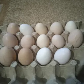 brama gigant we tohum tawuklaň