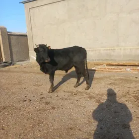 Meÿdan òkiz meydan gòleli