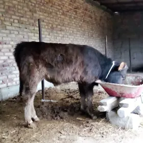 Tohum Öküz Arassa Şiwet