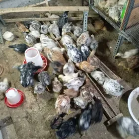 Цыплята. 2.5 месяца