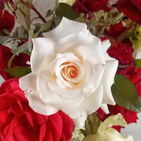 роза гуллер