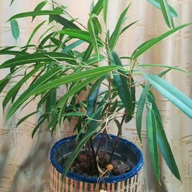 Комнатне цветы