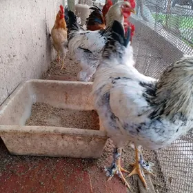 Петухи. Юрловские