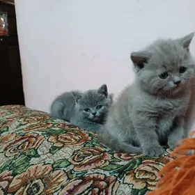 шотландский прямоушка