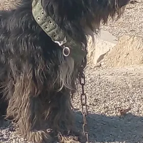 тузик  еркек