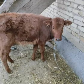 höjekçe unajyn göle