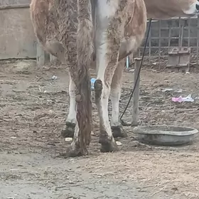 SWES AGYR BOGAZ SYGYR