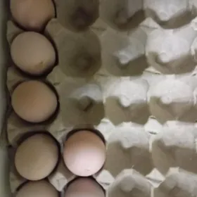 Golt brama yumurtga satlyk